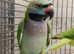 Stunning young darbyan parrot