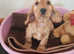 Show Type Cocker Spaniel Puppies