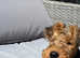 Female Welsh Terrier