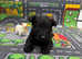 Scottish Terrier X West Highland Terrier Puppies