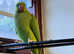 Beautiful Indian ringnick parrot