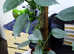Silver Sword Philodendron Plant Available