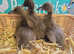 Khaki Campbell ducklings