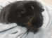 4 Guinea pigs sows 2-3 years old with hutch