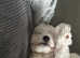 10 week old bichon boy