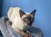 GINGER BOY SIAMESE/SPHINX FOR SALE