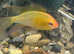 German Blue and Golden Rams