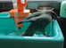 Young TAME Male Turquoise Green Cheek Conure 16 months old