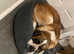 Lovely Saint Bernard