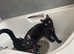 Beautiful cat