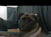 Lovely pug girl