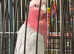 Male Galah cockatoo