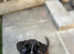 Last Boy amazing pedigree kc reg