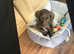 Female cocker spaniel