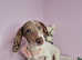 Piebald miniature dachshund pups