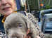 ONE GIRL SILVER LABRADOR LEFT FOR SALE