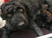 Beautiful Spanish Water Dog Puppies