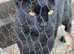 Bengal cross savannah cats