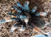 Brachypelma emilia - Mexican Redleg Tarantula