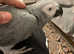Friendly Talking Cuddly Super Tame African Grey Parrot