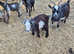 Young pygmy goat's looking for new homes