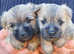 Cairn Terrier Puppies