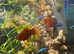 VIBRANT RED PLATY BABIES AVAILABLE NOW COLLECT FROM HOLT, NORFOLK