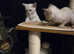 1st generation,  pedigree,  registered Tonkinese kittens
