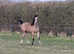 Arabian Yearling Colt