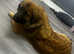 Large Female for Rehome