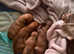 Beautiful Dachshund x Chihuahua puppies. Reduced as need to find loving homes urgently