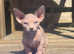 Bambino's and sphynx kittens