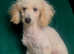 Miniature poodle female