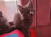 Maine coon
