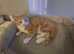 Ginger kitten boy 8 weeks old
