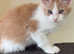 Gorgeous Shaded Line Maine Coon Kittens looking for new homes