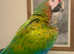 HandReared Stunning Beautiful Rare Shamrock Macaw Parrot,19