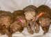 Toy poodles for sale (3 left)
