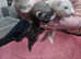 Ferret kits