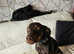 Dobermann x catahoula leopard dog