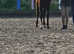 Chestnut yearling filly