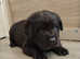 KC CHOCOLATE LABRADOR FULLY HEALTH TESTED PARENTS