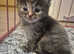 Maine coon x bsh kittens