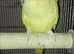 Indian ringneck with cage