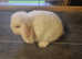Baby mini lop rabbits