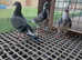 Racing pigeon