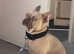 French bull dog