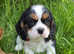 KC Cavalier King Charles Puppies