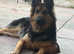 10 month old German shepherd