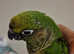 2 M/F Conures